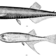 Illustration for article titled The Most Common Vertebrate on Earth Puts Humanity's Billions to Shame